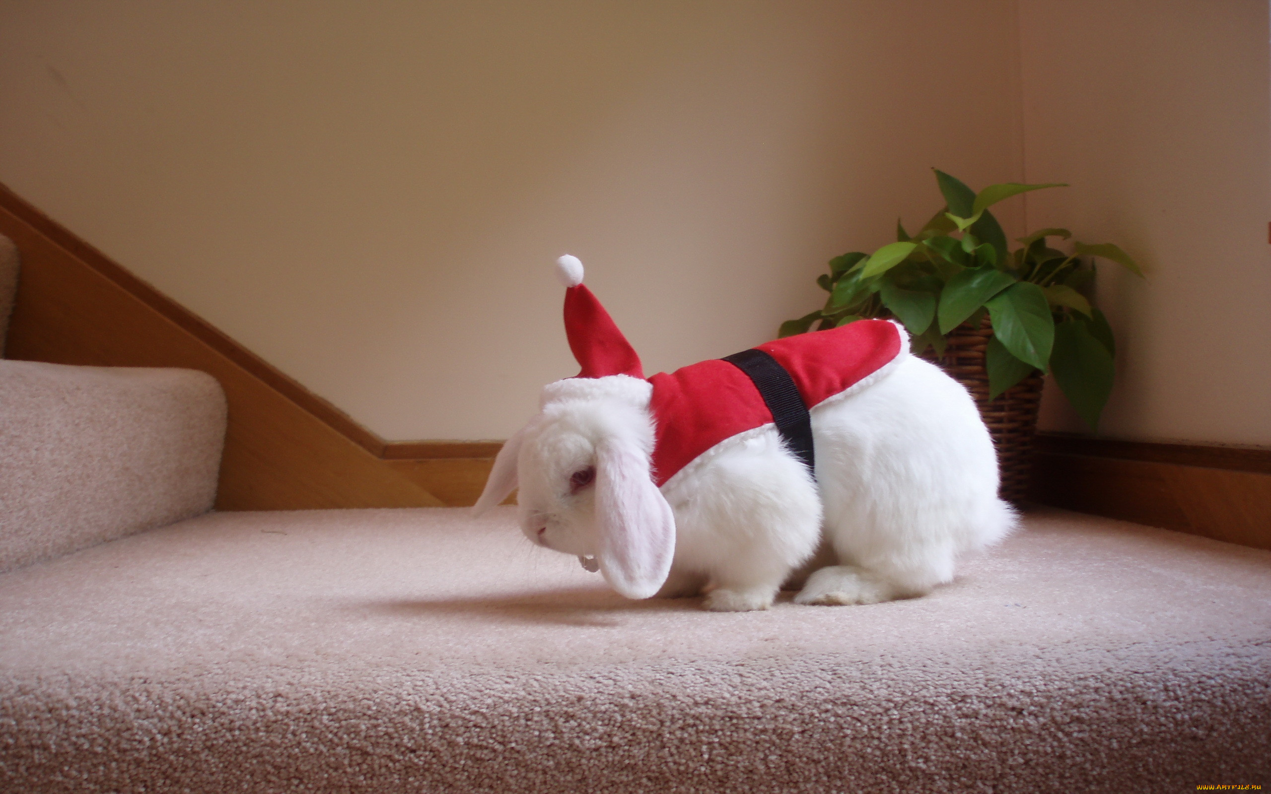 , ,  , , , santa, bunny